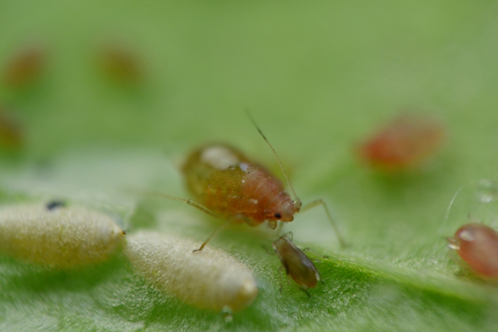 Afidi  ( Macrosiphum rosae) e larve di dittero Agromyzidae